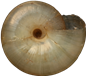 Oxychilus cellariusKÄLLARGLANSSNÄCKA7,7 × 8,7 mm